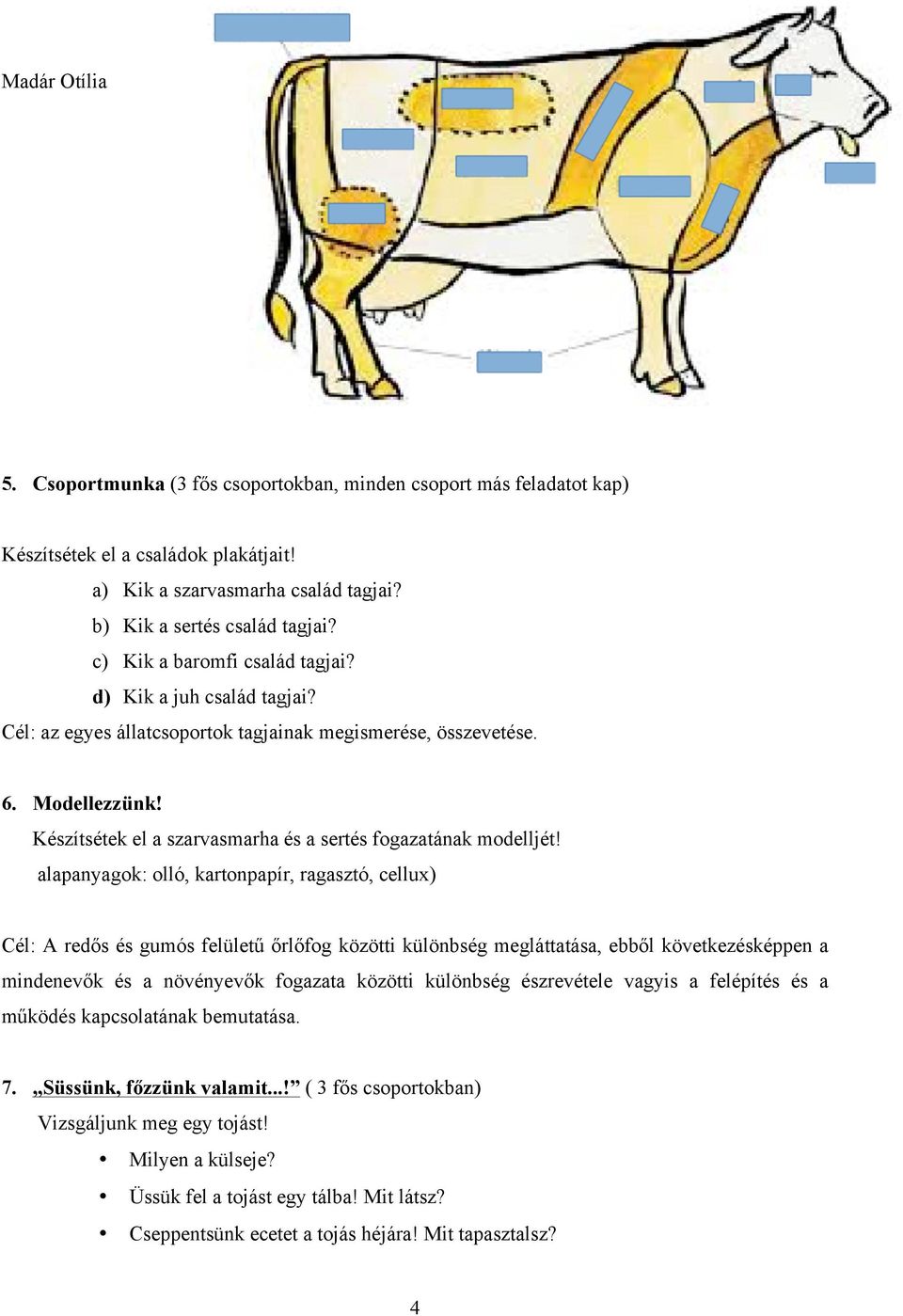 Készítsétek el a szarvasmarha és a sertés fogazatának modelljét!