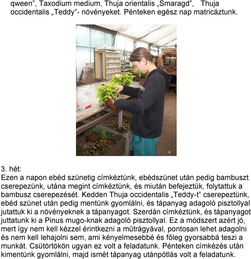 Kedden Thuja occidentalis Teddy-t cserepeztünk, ebéd szünet után pedig mentünk gyomlálni, és tápanyag adagoló pisztollyal jutattuk ki a növényeknek a tápanyagot.