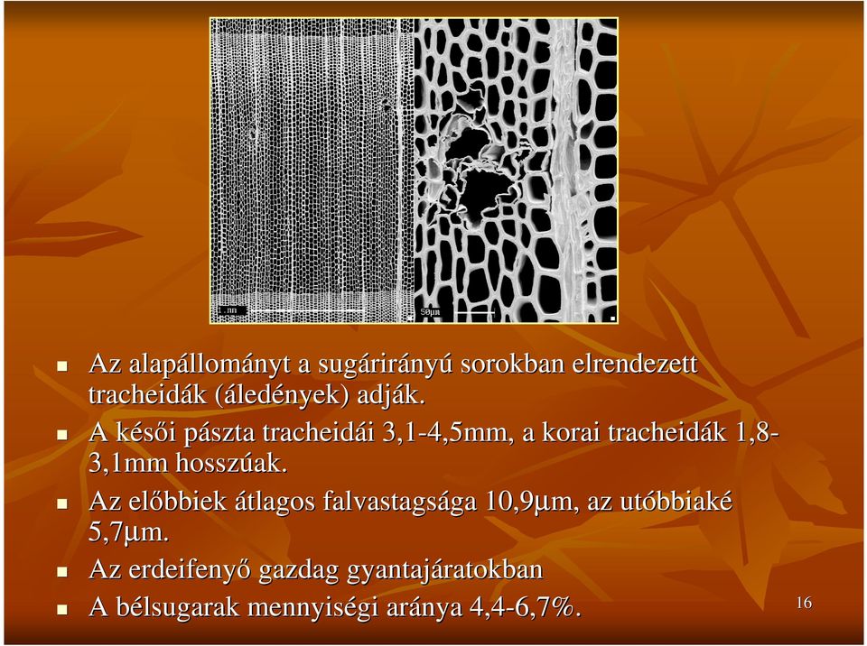 A késıi k i pászta p tracheidái i 3,1-4,5mm, a korai tracheidák k 1,8-3,1mm hosszúak.