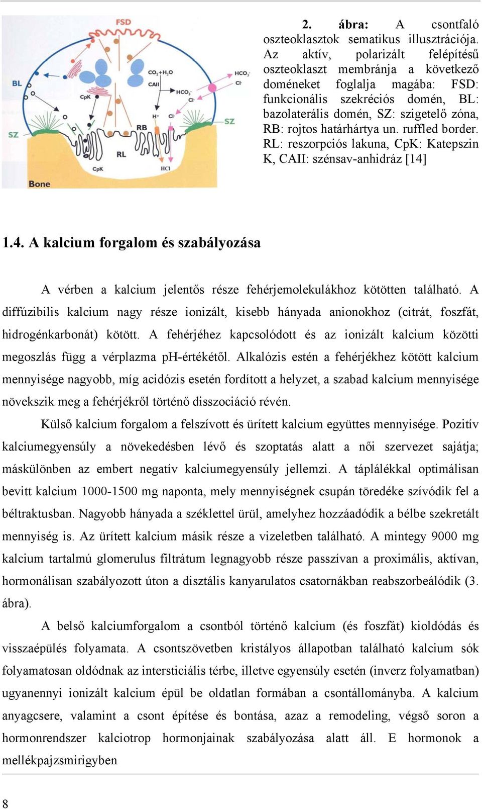 un. ruffled border. RL: reszorpciós lakuna, CpK: Katepszin K, CAII: szénsav-anhidráz [14] 1.4. A kalcium forgalom és szabályozása A vérben a kalcium jelentős része fehérjemolekulákhoz kötötten található.