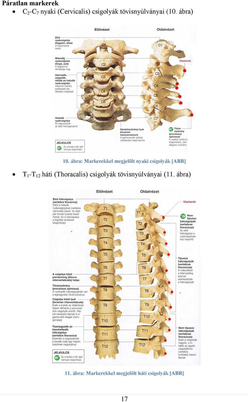 ábra: Markerekkel megjelölt nyaki csigolyák [ABR] T 1 -T 12 háti