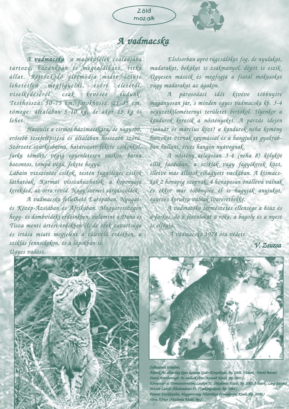 Testhossza: 50-75 cm, farokhossz: 21-35 cm, tömege: általában 5-10 kg, de akár 15 kg is lehet. Hasonlít a cirmos házimacskára, de nagyobb, erősebb testfelépítésű és általában hosszabb szőrű.