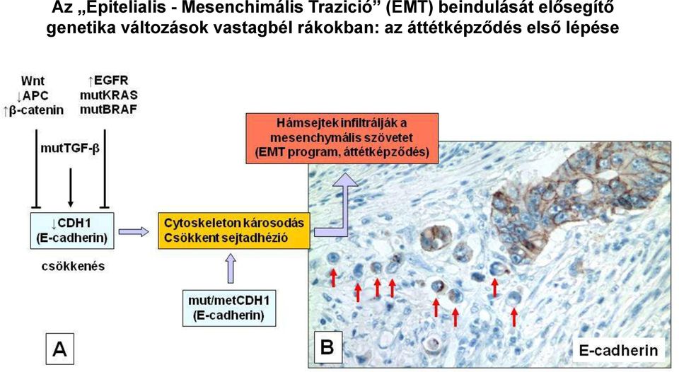 elősegítő genetika változások