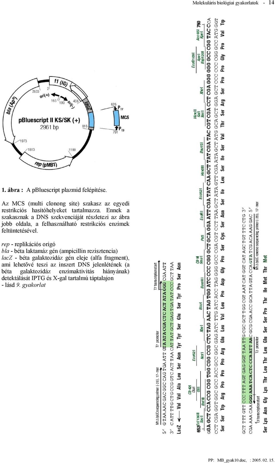 Ennek a szakasznak a DNS szekvenciáját részletezi az ábra jobb oldala, a felhasználható restrikciós enzimek feltüntetésével.