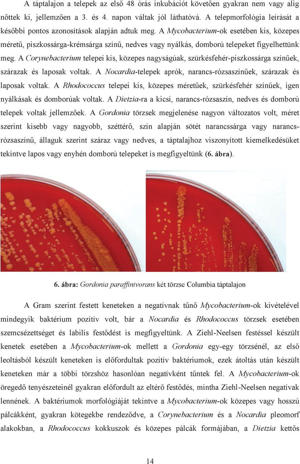 A Mycobacterium-ok esetében kis, közepes méretű, piszkossárga-krémsárga színű, nedves vagy nyálkás, domború telepeket figyelhettünk meg.