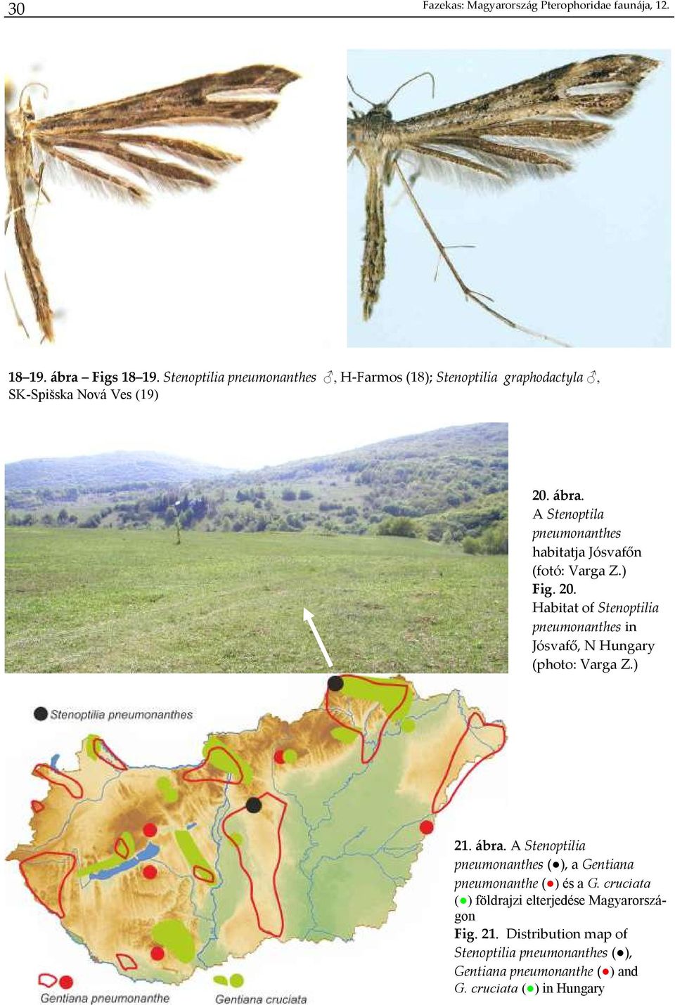 A Stenoptila pneumonanthes habitatja Jósvafőn (fotó: Varga Z.) Fig. 20.