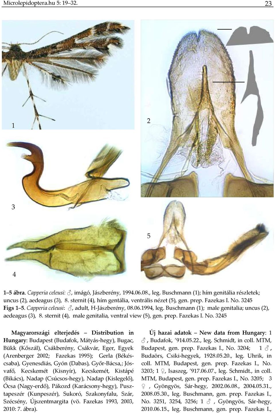 Buschmann (1); male genitalia; uncus (2), aedeagus (3), 8. sternit (4), male genitalia, ventral view (5), gen. prep. Fazekas I. No.