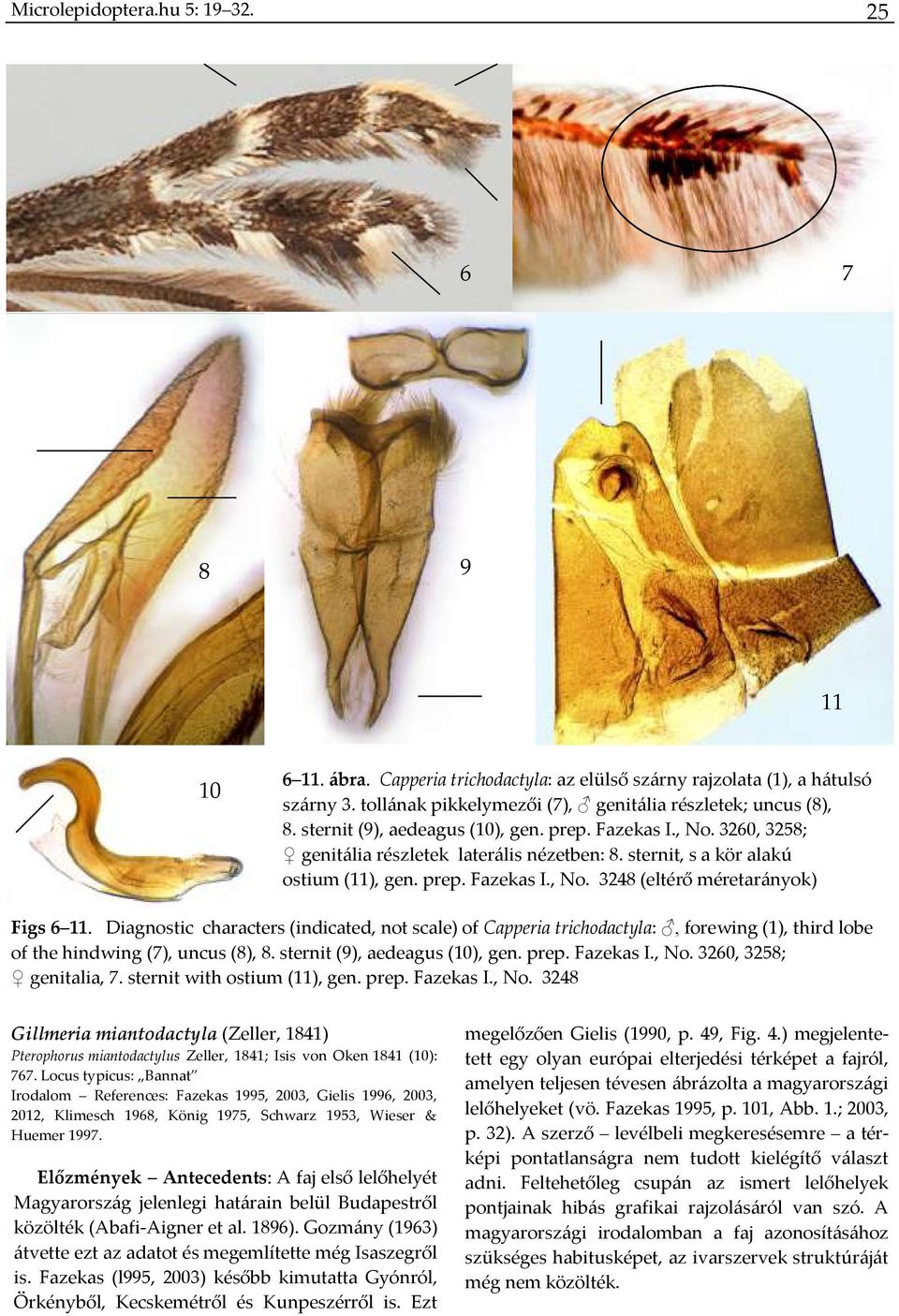 Diagnostic characters (indicated, not scale) of Capperia trichodactyla:, forewing (1), third lobe of the hindwing (7), uncus (8), 8. sternit (9), aedeagus (10), gen. prep. Fazekas I., No.