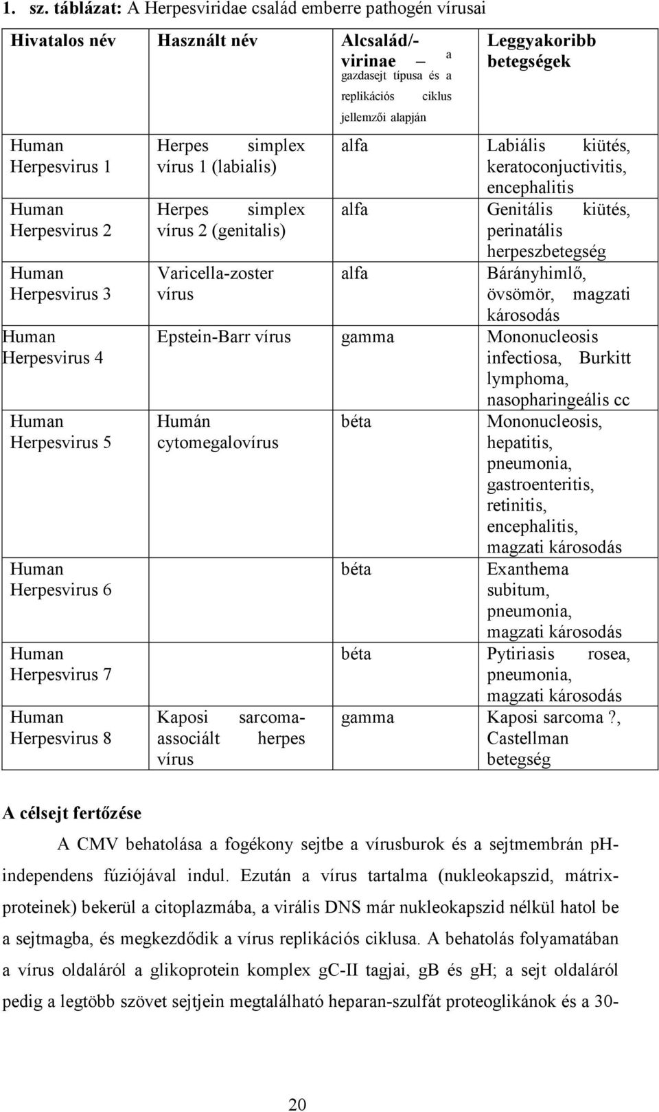 Human Herpesvirus 8 Herpes simplex vírus 1 (labialis) Herpes simplex vírus 2 (genitalis) Varicella-zoster vírus gazdasejt típusa és a replikációs jellemzıi alapján a ciklus Leggyakoribb betegségek