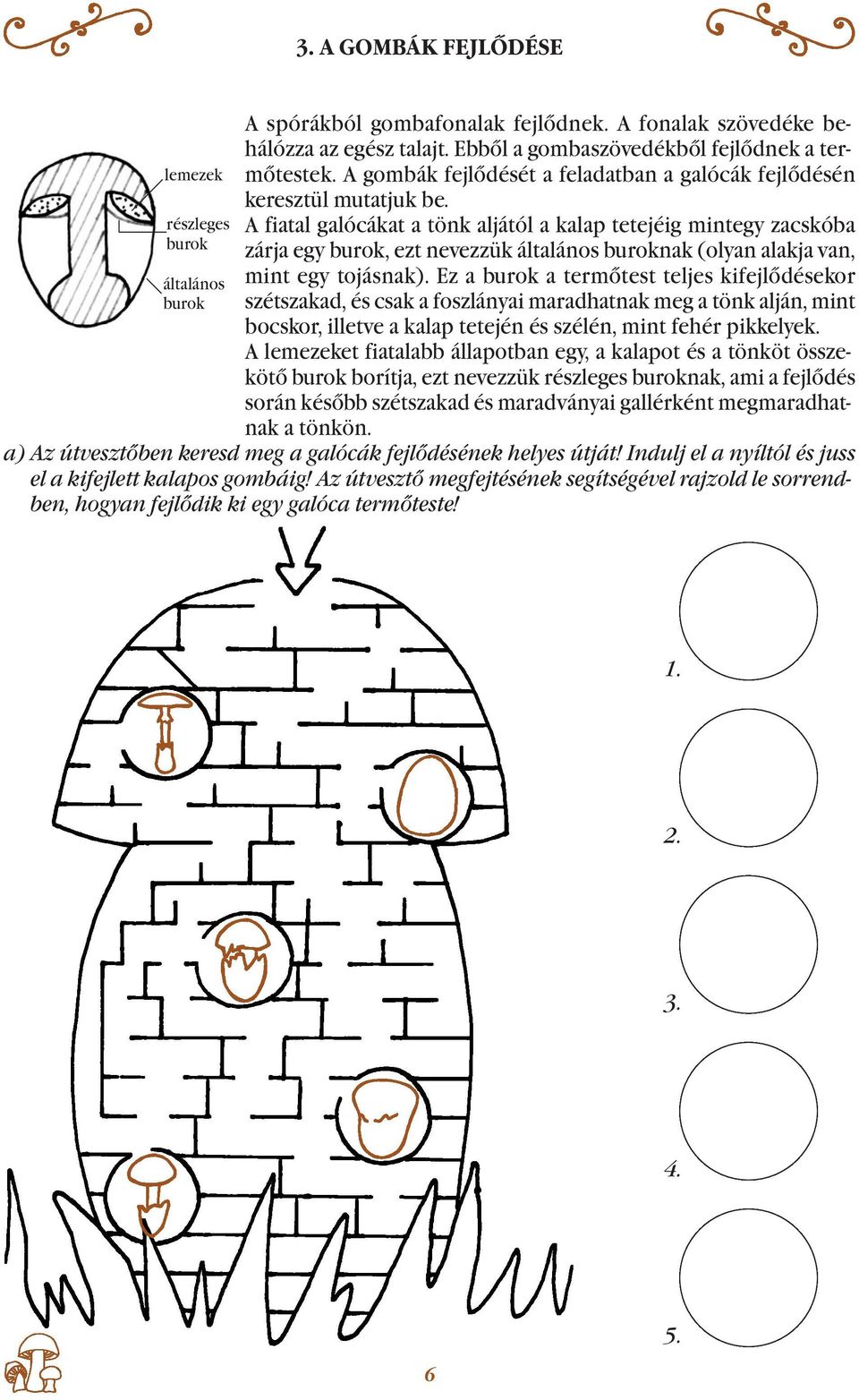 A fiatal galócákat a tönk aljától a kalap tetejéig mintegy zacskóba zárja egy burok, ezt nevezzük általános buroknak (olyan alakja van, mint egy tojásnak).