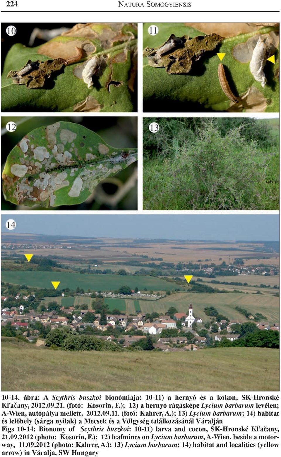 ); 13) Lycium barbarum; 14) habitat és lelőhely (sárga nyilak) a Mecsek és a Völgység találkozásánál Váralján Figs 10-14: Bionomy of Scythris buszkoi: 10-11) larva