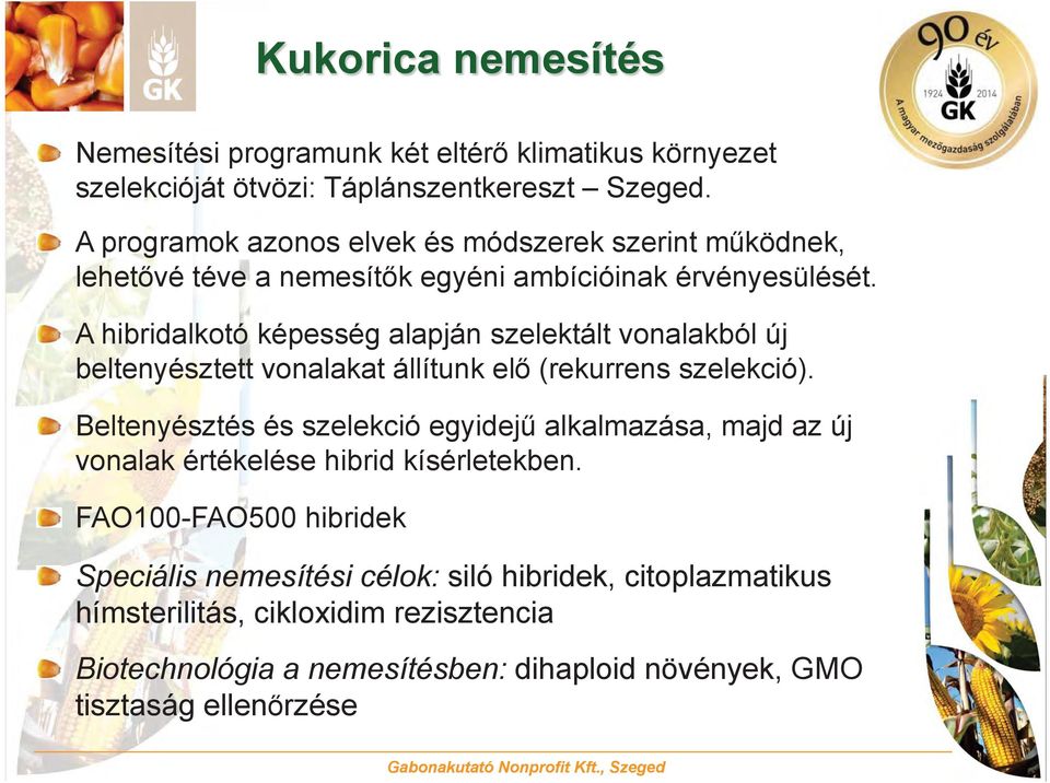 A hibridalkotó képesség alapján szelektált vonalakból új beltenyésztett vonalakat állítunk elő (rekurrens szelekció).