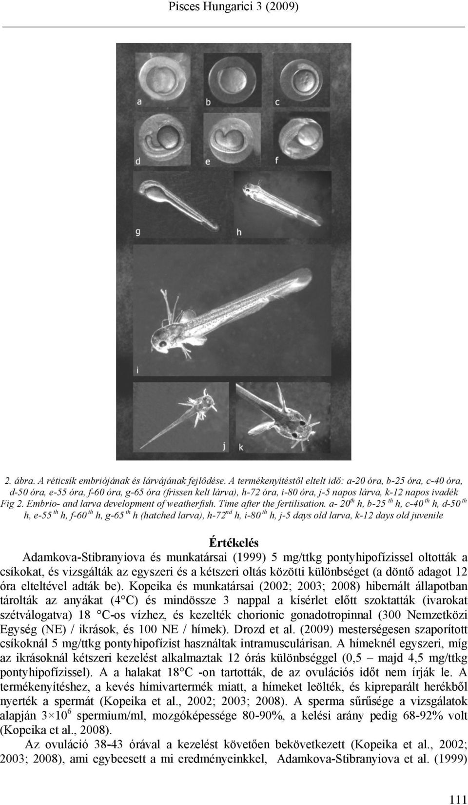 Embrio- and larva development of weatherfish. Time after the fertilisation.