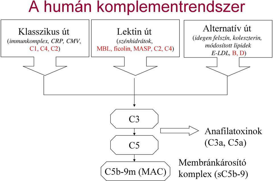 Alternatív út (idegen felszín, koleszterin, módosított lipidek E-LDL,