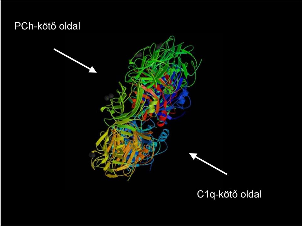 C1q-kötő