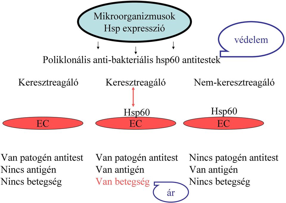 EC EC Van patogén antitest Nincs antigén Nincs betegség Van patogén antitest