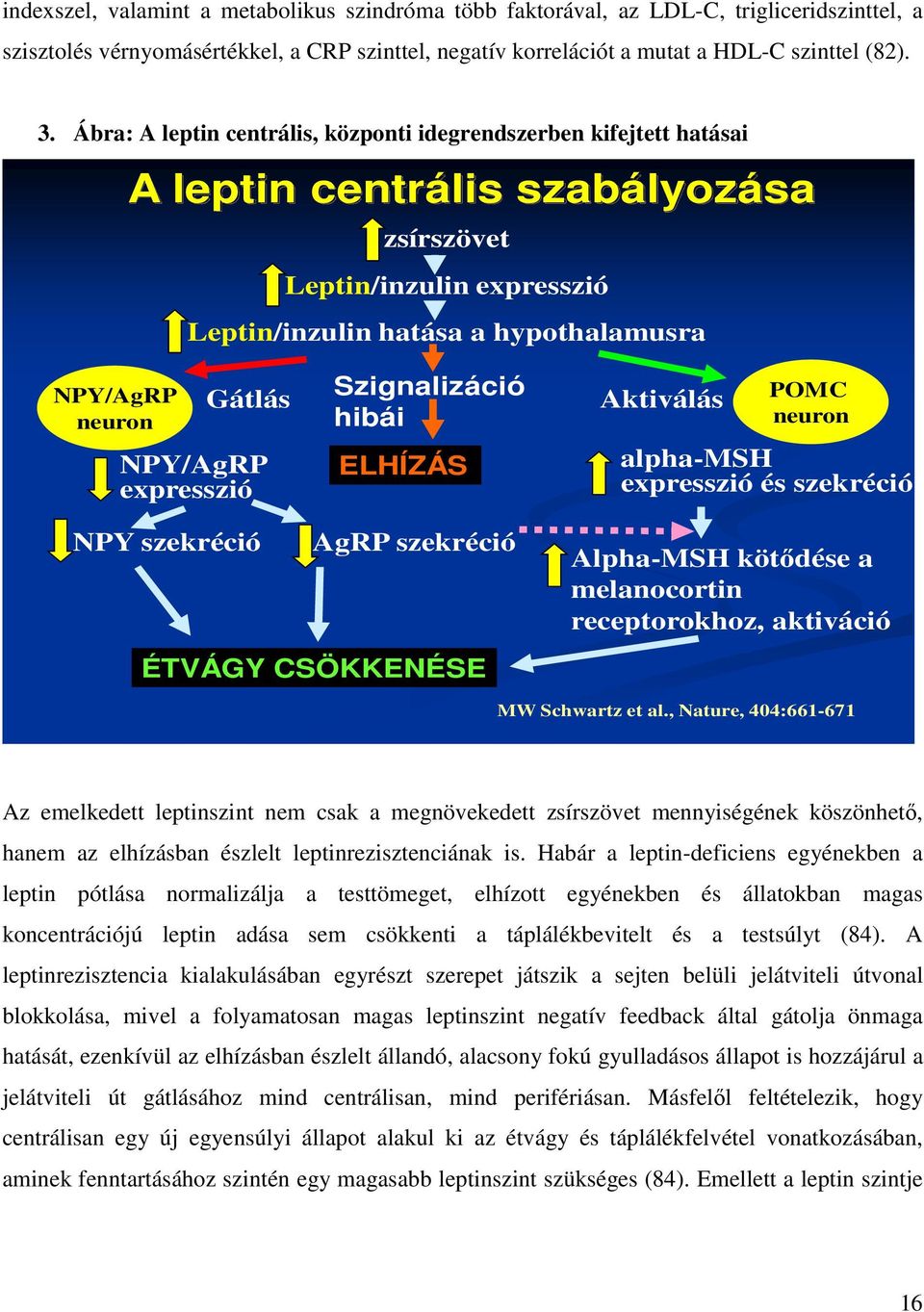 NPY/AgRP expresszió Szignalizáció hibái ELHÍZÁS Aktiválás POMC neuron alpha-msh expresszió és szekréció NPY szekréció AgRP szekréció ÉTVÁGY CSÖKKENÉSE Alpha-MSH kötődése a melanocortin receptorokhoz,