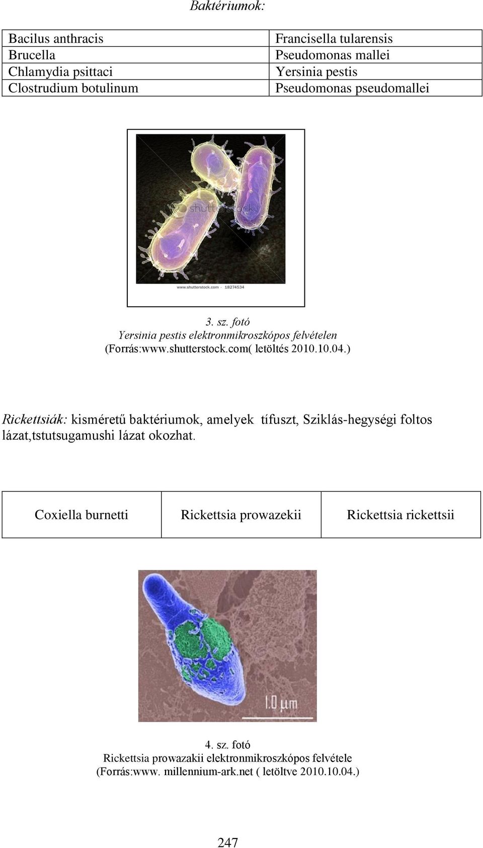 ) Rickettsiák: kisméretű baktériumok, amelyek tífuszt, Sziklás-hegységi foltos lázat,tstutsugamushi lázat okozhat.