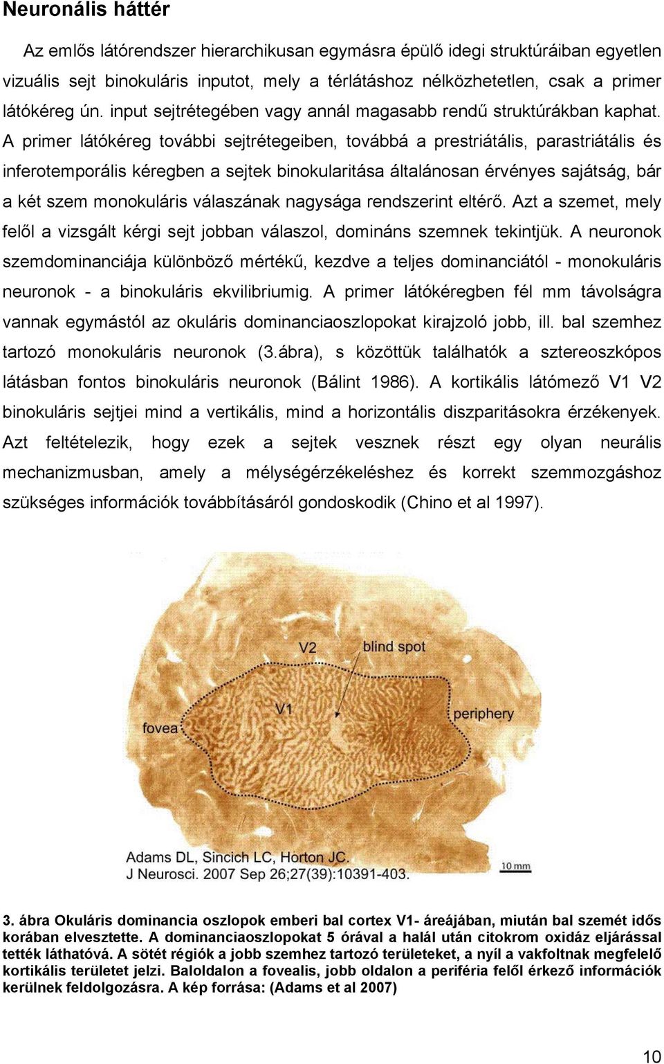 A primer látókéreg további sejtrétegeiben, továbbá a prestriátális, parastriátális és inferotemporális kéregben a sejtek binokularitása általánosan érvényes sajátság, bár a két szem monokuláris