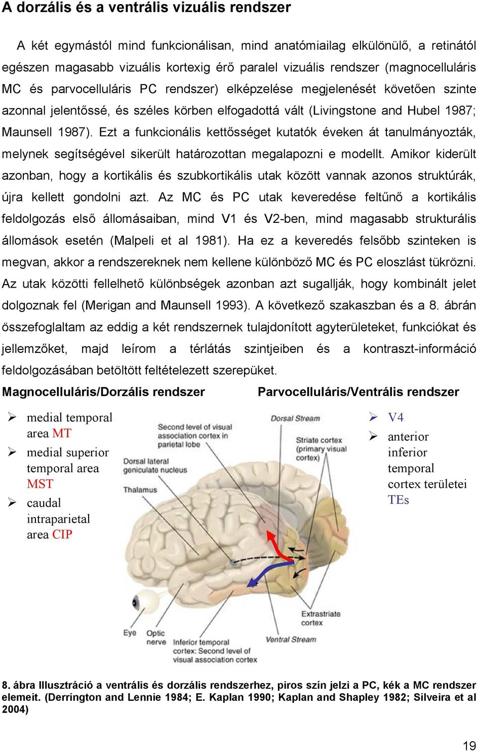 Ezt a funkcionális kettősséget kutatók éveken át tanulmányozták, melynek segítségével sikerült határozottan megalapozni e modellt.