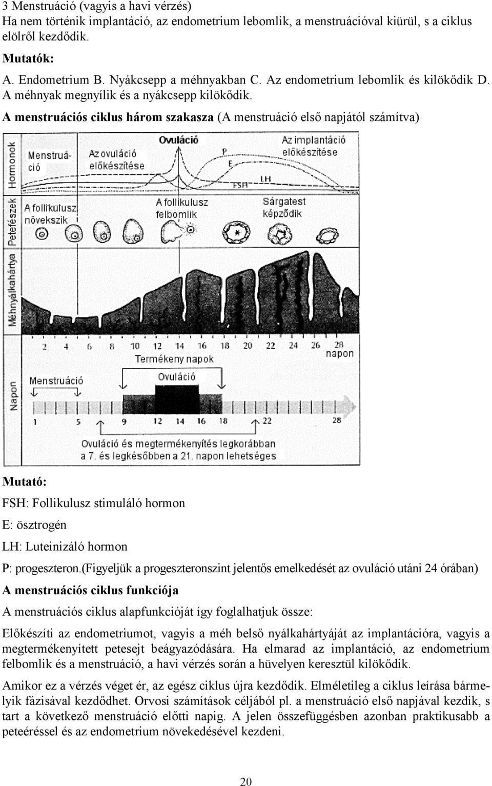 A menstruációs ciklus három szakasza (A menstruáció első napjától számítva) Mutató: FSH: Follikulusz stimuláló hormon E: ösztrogén LH: Luteinizáló hormon P: progeszteron.