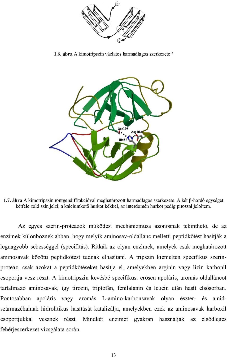 melletti peptidkötést hasítják a legnagyobb sebességgel (specifitás) Ritkák az olyan enzimek, amelyek csak meghatározott aminosavak közötti peptidkötést tudnak elhasítani A tripszin kiemelten