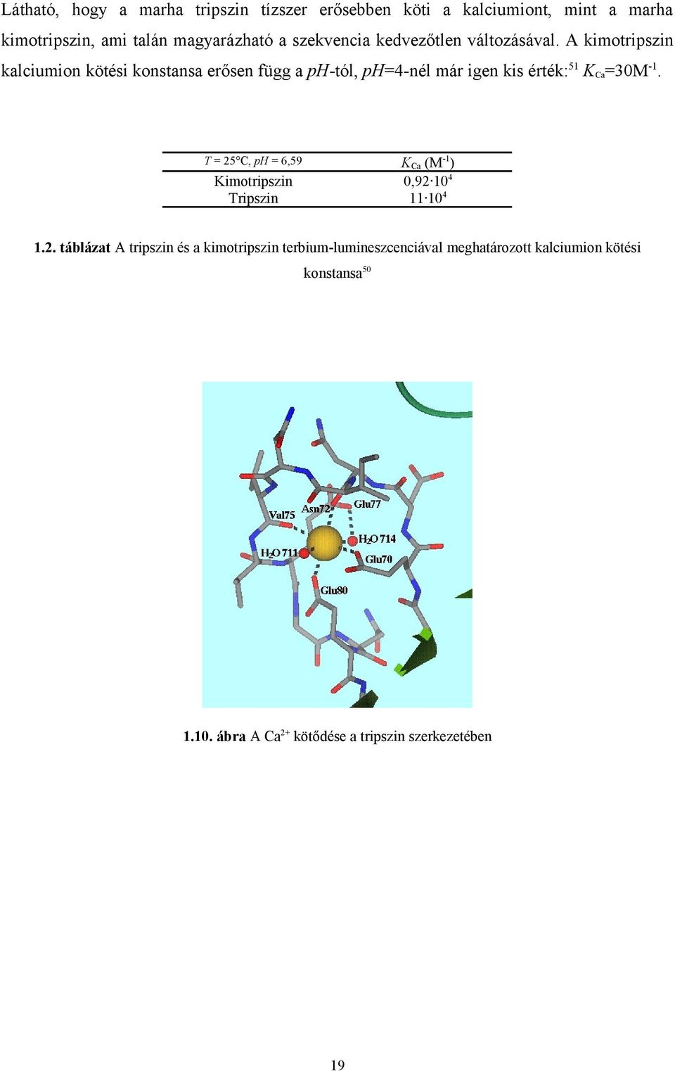 érték:51 KCa=30M-1 KCa (M-1) 0,92 104 11 104 T = 25 C, ph = 6,59 Kimotripszin Tripszin 12 táblázat A tripszin és a