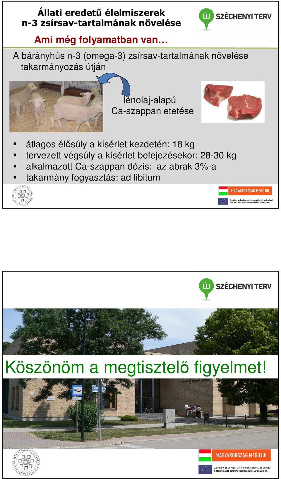 élősúly a kísérlet kezdetén: 18 kg tervezett végsúly a kísérlet efejezésekor: 28-30 kg