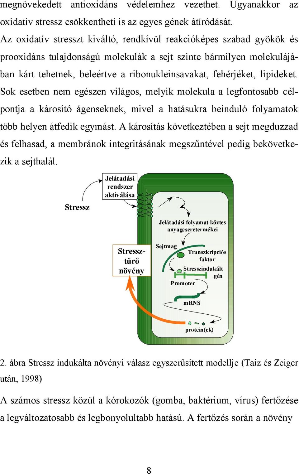 fehérjéket, lipideket. Sok esetben nem egészen világos, melyik molekula a legfontosabb célpontja a károsító ágenseknek, mivel a hatásukra beinduló folyamatok több helyen átfedik egymást.