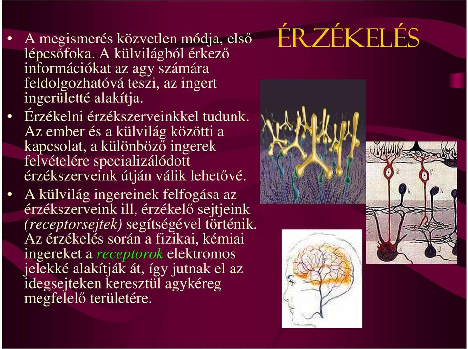 Az ember és a külvilág közötti a kapcsolat, a különbözı ingerek felvételére specializálódott érzékszerveink útján válik lehetıvé.