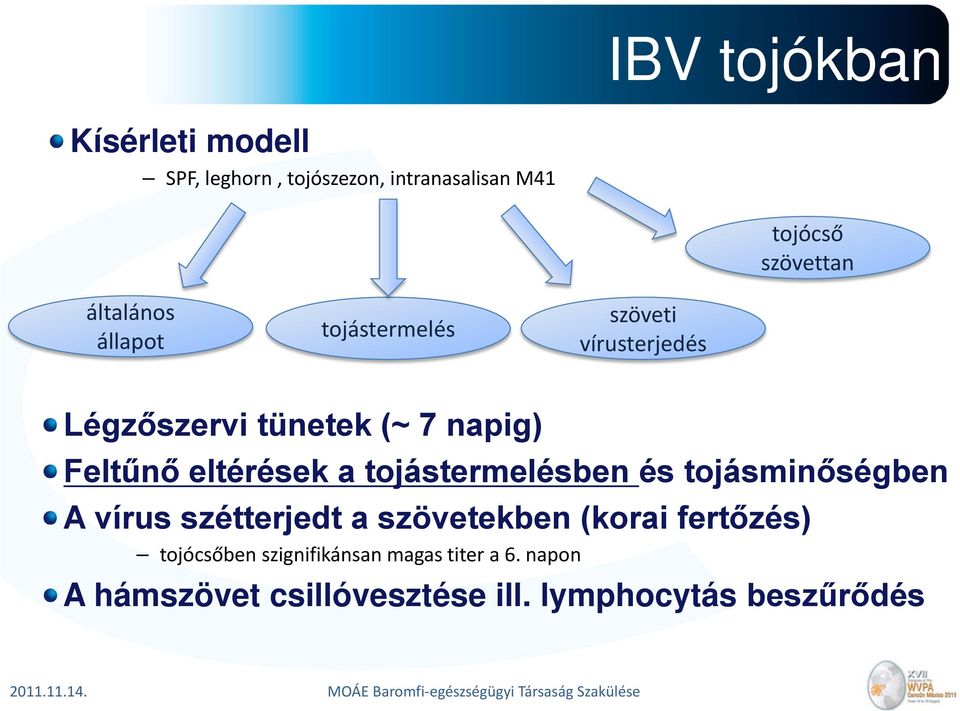 eltérések a tojástermelésben és tojásminőségben A vírus szétterjedt a szövetekben (korai