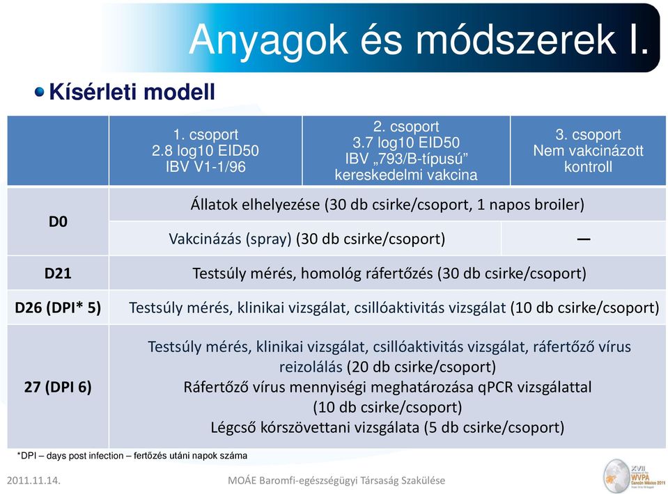 csoport Nem vakcinázott kontroll Vakcinázás (spray) (30 db csirke/csoport) Testsúly mérés, homológ ráfertőzés (30 db csirke/csoport) Testsúly mérés, klinikai vizsgálat, csillóaktivitás