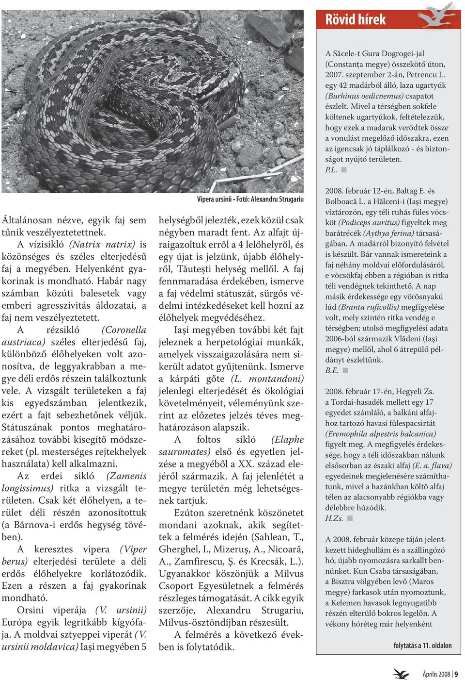 A rézsikló (Coronella austriaca) széles elterjedésű faj, különböző élőhelyeken volt azonosítva, de leggyakrabban a megye déli erdős részein találkoztunk vele.