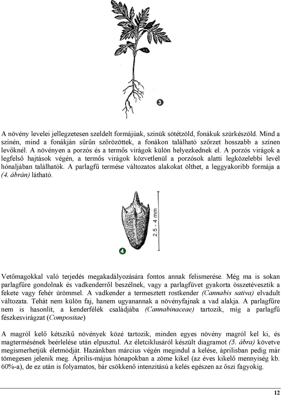 A parlagfű termése változatos alakokat ölthet, a leggyakoribb formája a (4. ábrán) látható. Vetőmagokkal való terjedés megakadályozására fontos annak felismerése.