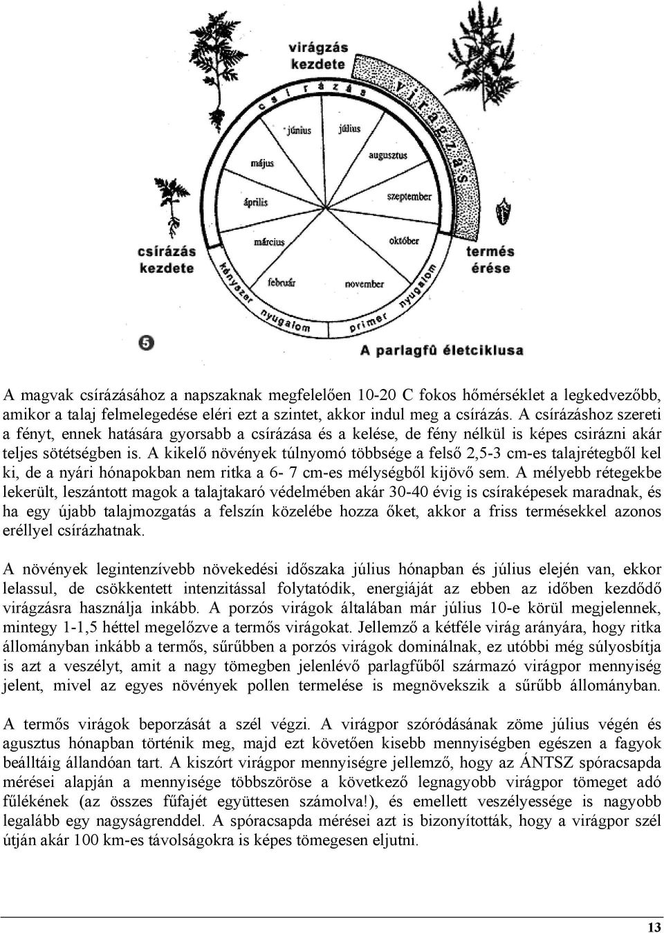 A kikelő növények túlnyomó többsége a felső 2,5-3 cm-es talajrétegből kel ki, de a nyári hónapokban nem ritka a 6-7 cm-es mélységből kijövő sem.