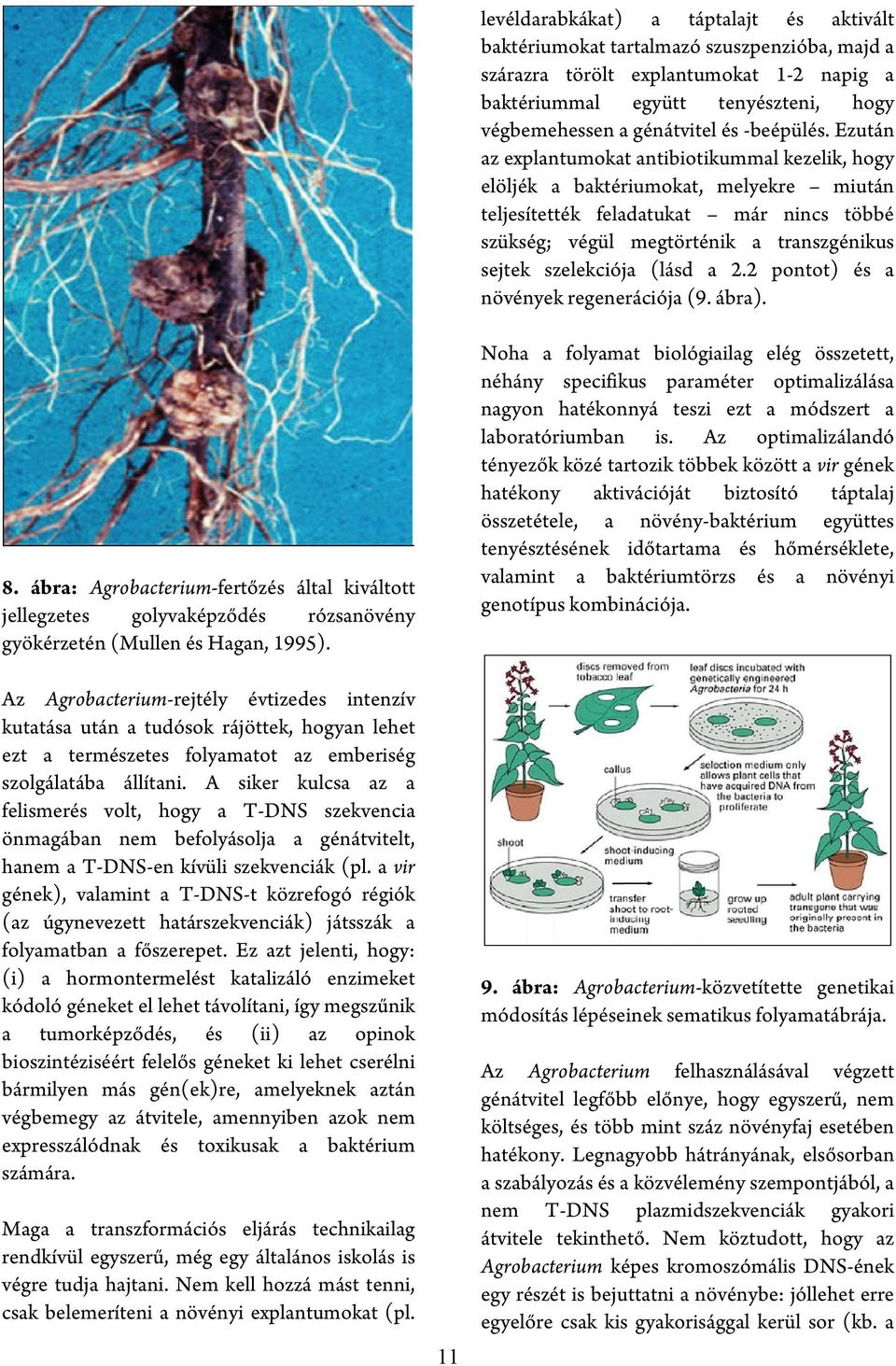 Ezután az explantumokat antibiotikummal kezelik, hogy elöljék a baktériumokat, melyekre miután teljesítették feladatukat már nincs többé szükség; végül megtörténik a transzgénikus sejtek szelekciója