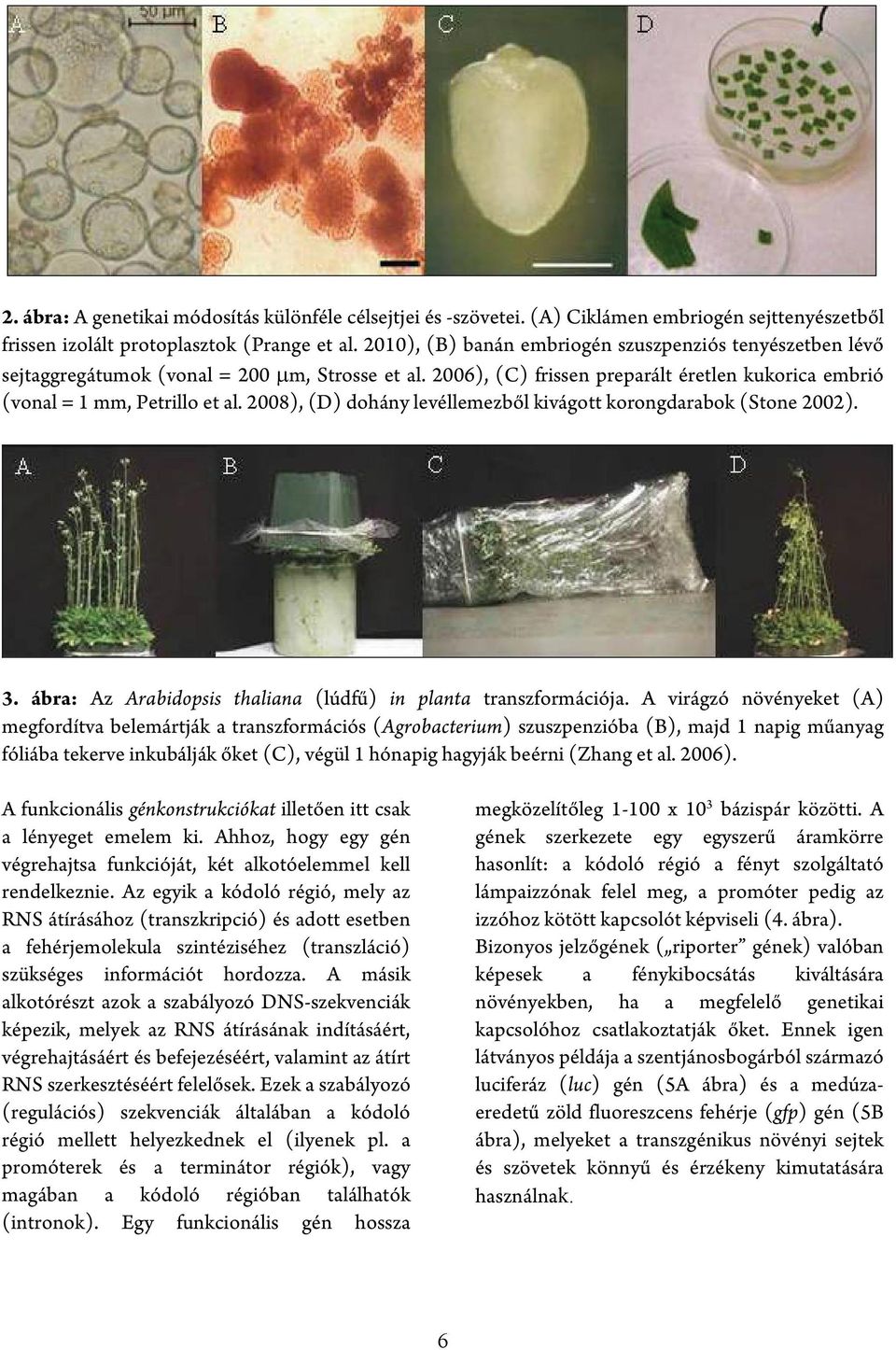 2008), (D) dohány levéllemezből kivágott korongdarabok (Stone 2002). 3. ábra: Az Arabidopsis thaliana (lúdfű) in planta transzformációja.