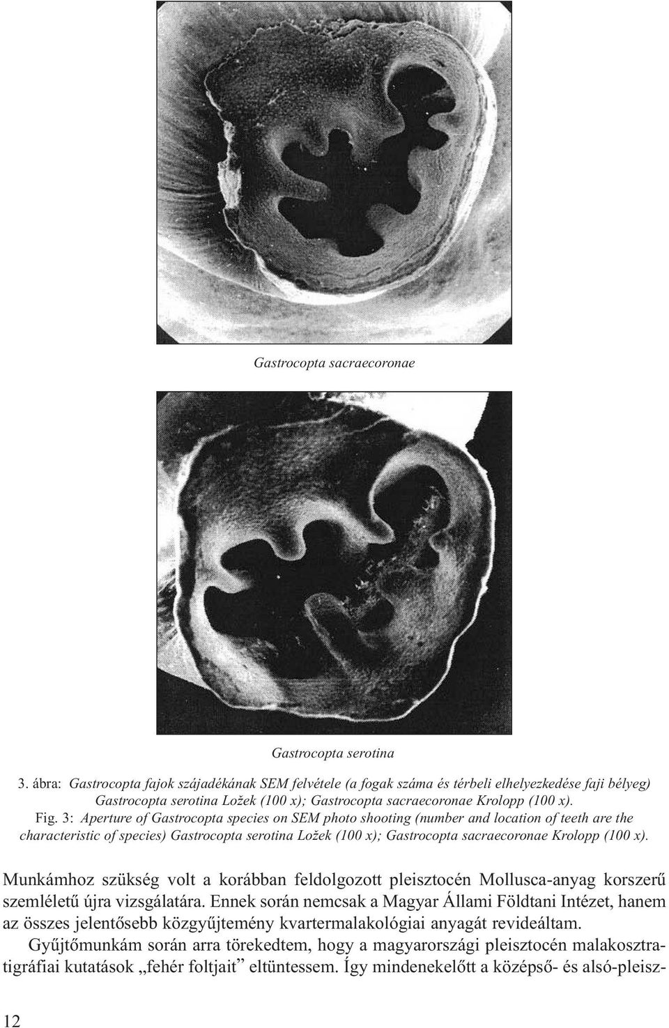 3: Aperture of Gastrocopta species on SEM photo shooting (number and location of teeth are the characteristic of species) Gastrocopta serotina Ložek (100 ); Gastrocopta sacraecoronae Krolopp (100 ).