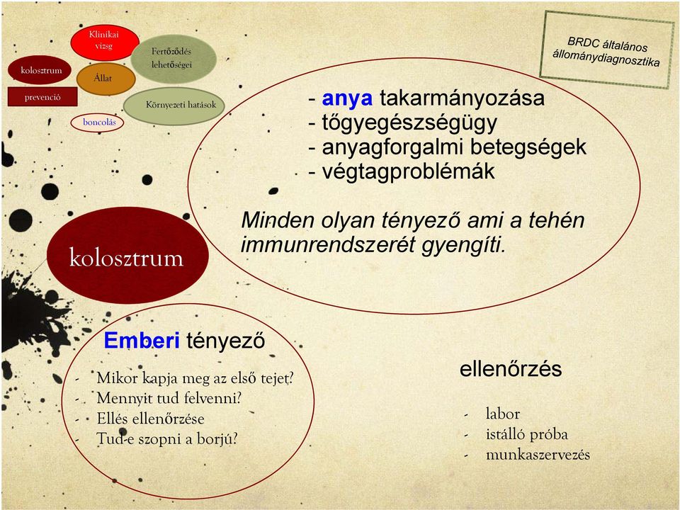 tényező ami a tehén immunrendszerét gyengíti. Emberi tényező - Mikor kapja meg az első tejet?