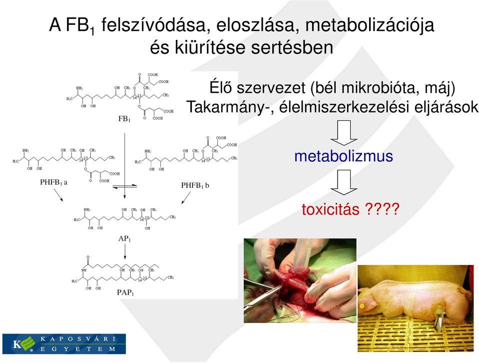 szervezet (bél mikrobióta, máj) Takarmány-,