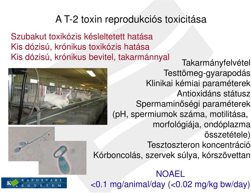 Antioxidáns státusz Spermaminőségi paraméterek (ph, spermiumok száma, motilitása, morfológiája, ondóplazma