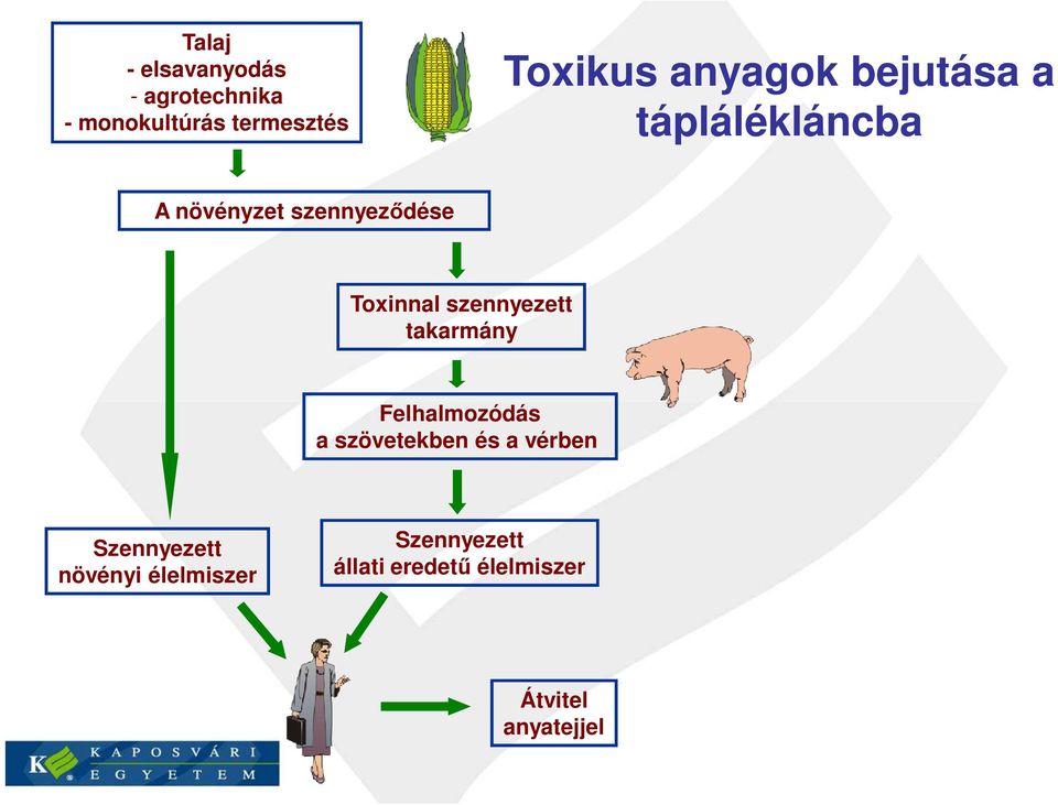 szennyezett takarmány Felhalmozódás a szövetekben és a vérben