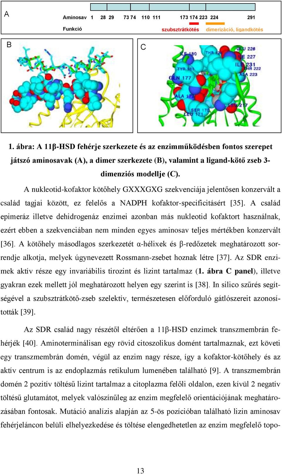 A nukleotid-kofaktor kötőhely GXXXGXG szekvenciája jelentősen konzervált a család tagjai között, ez felelős a NADPH kofaktor-specificitásért [35].