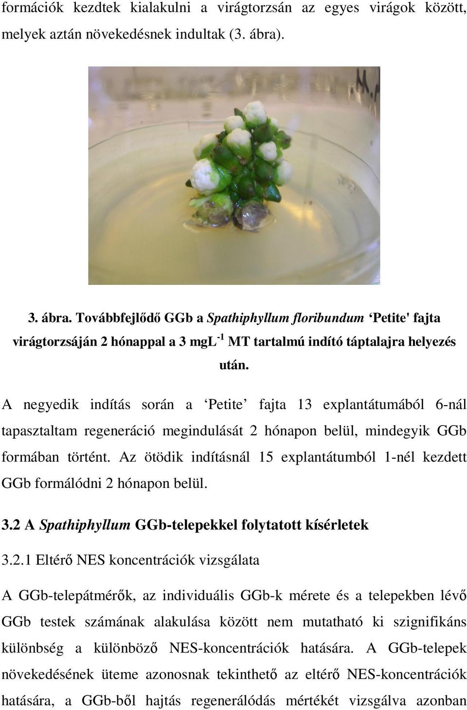 A negyedik indítás során a Petite fajta 13 explantátumából 6-nál tapasztaltam regeneráció megindulását 2 hónapon belül, mindegyik GGb formában történt.