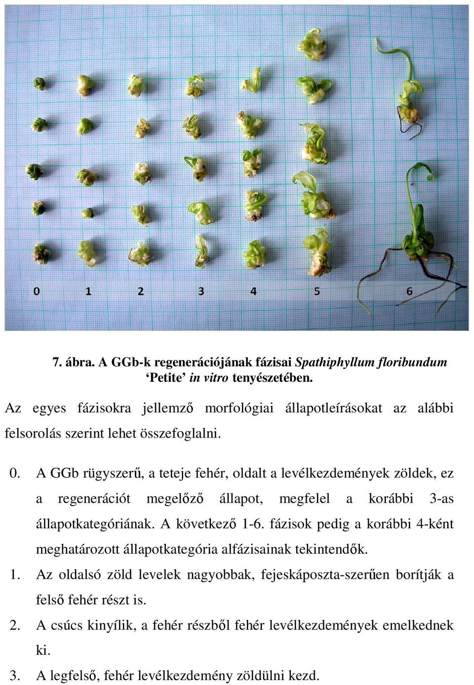 A GGb rügyszerő, a teteje fehér, oldalt a levélkezdemények zöldek, ez a regenerációt megelızı állapot, megfelel a korábbi 3-as állapotkategóriának. A következı 1-6.