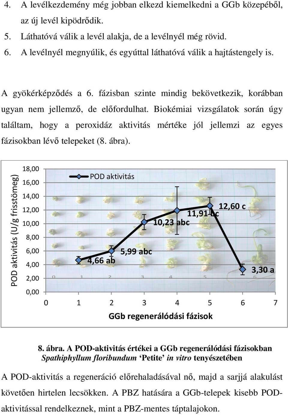 Biokémiai vizsgálatok során úgy találtam, hogy a peroxidáz aktivitás mértéke jól jellemzi az egyes fázisokban lévı telepeket (8. ábra).