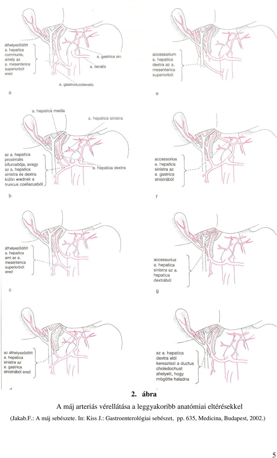: A máj sebészete. In: Kiss J.