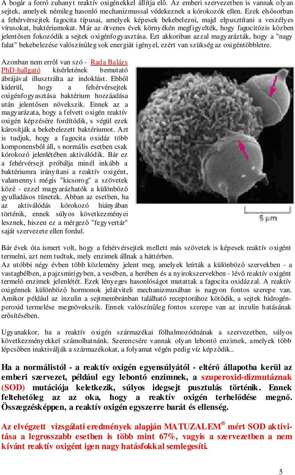 Már az ötvenes évek környékén megfigyelték, hogy fagocitózis közben jelentősen fokozódik a sejtek oxigénfogyasztása.