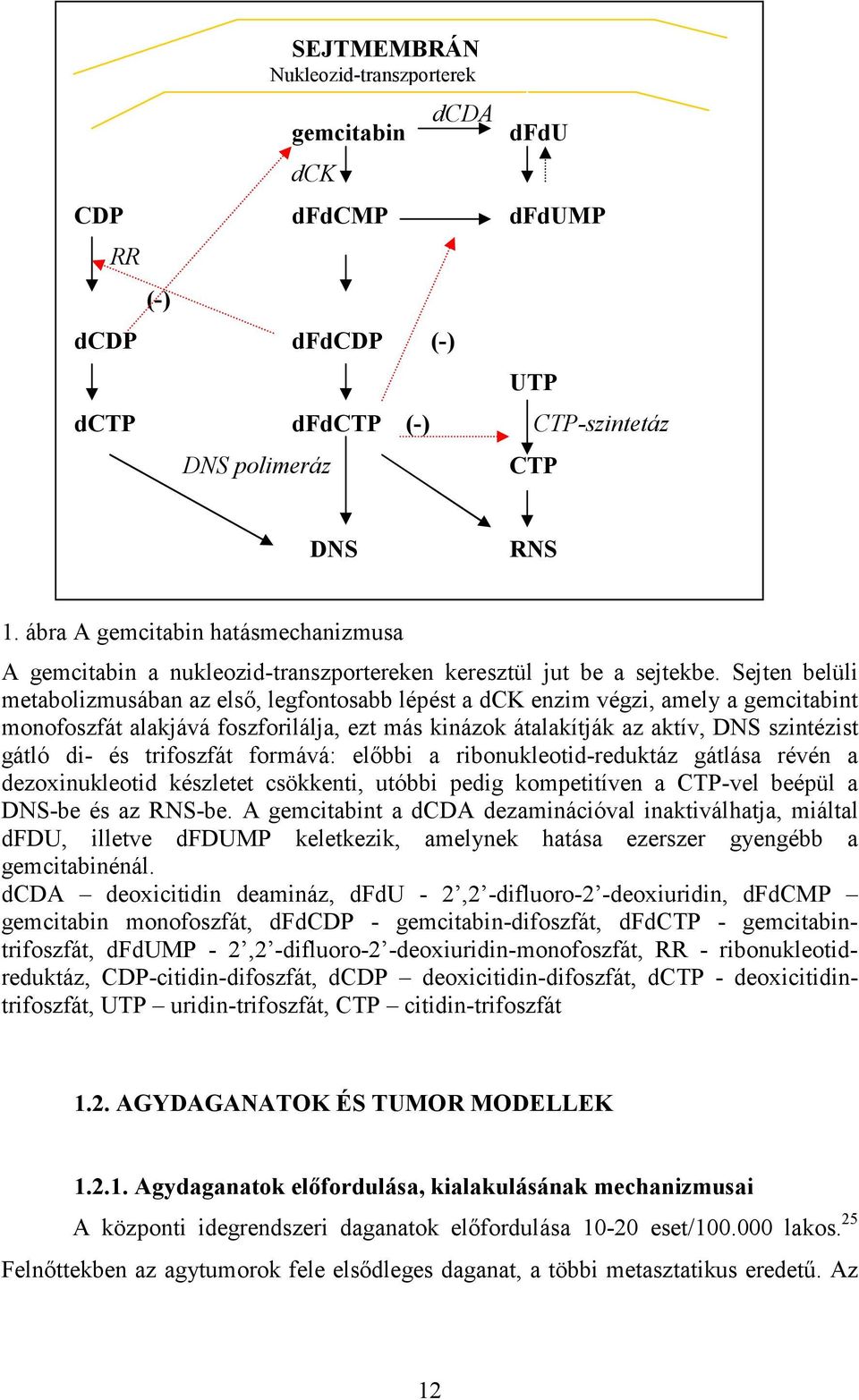 Sejten belüli metabolizmusában az elsı, legfontosabb lépést a dck enzim végzi, amely a gemcitabint monofoszfát alakjává foszforilálja, ezt más kinázok átalakítják az aktív, DNS szintézist gátló di-