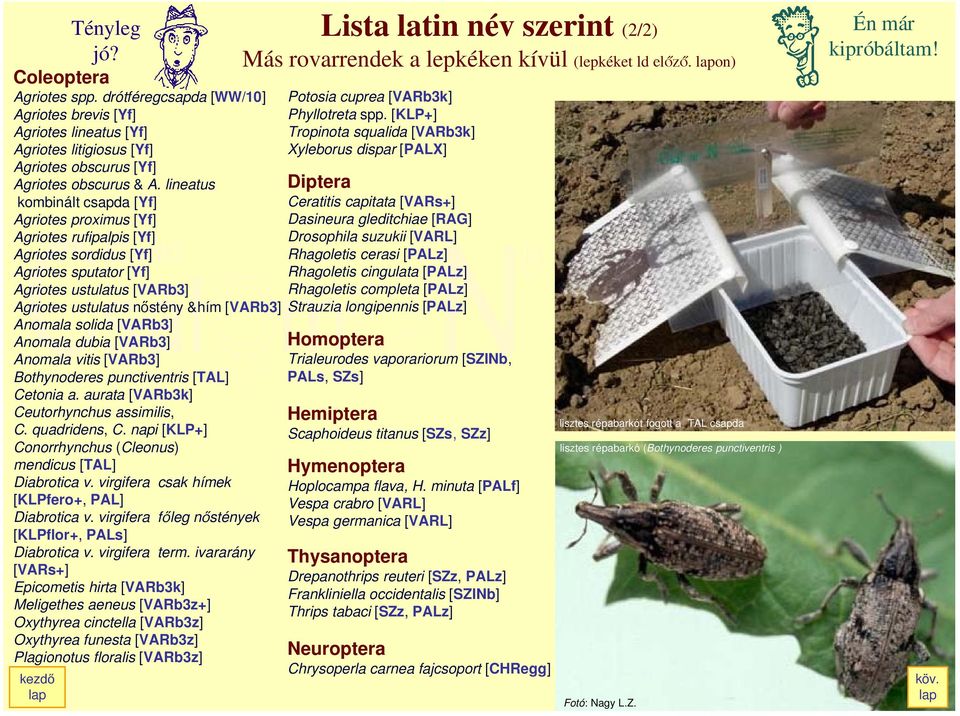 solida [VARb3] Anomala dubia [VARb3] Anomala vitis [VARb3] Bothynoderes punctiventris [TAL] Cetonia a. aurata [VARb3k] Ceutorhynchus assimilis, C. quadridens, C.